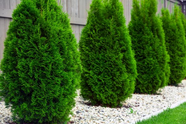 Arborvitae Planting in Oconomowoc