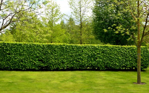 Hedge Planting in Oconomowoc