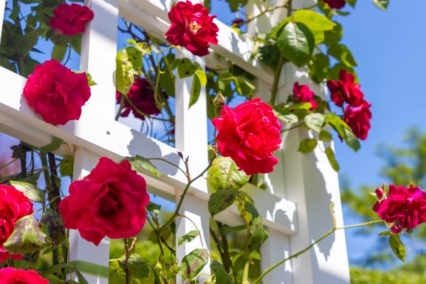 Home Gardening Service in Oconomowoc