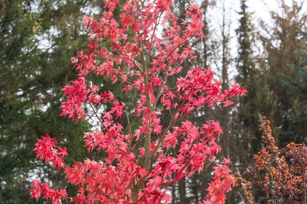 Japanese Maple Planting in Oconomowoc