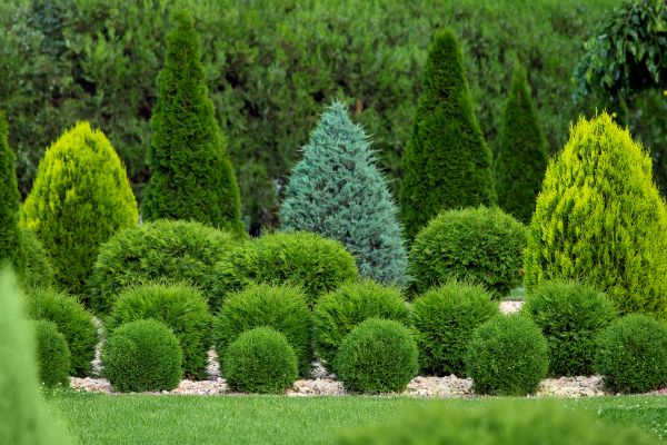 Shrub Replacement in Oconomowoc