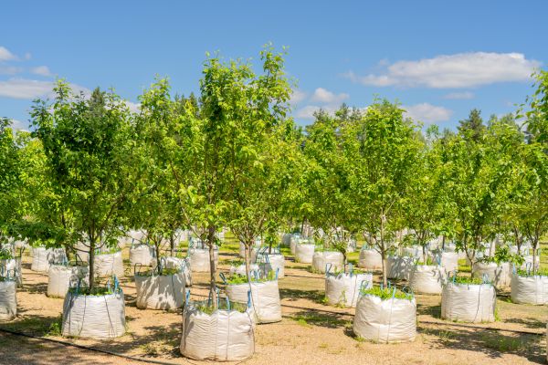 Tree Planting Service in Oconomowoc