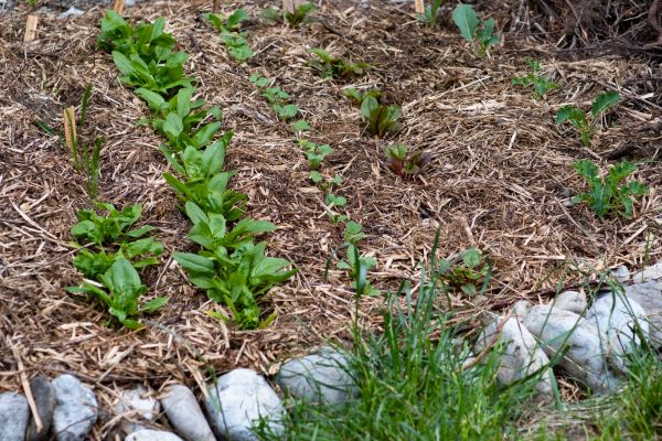 Mulch Service in Oconomowoc