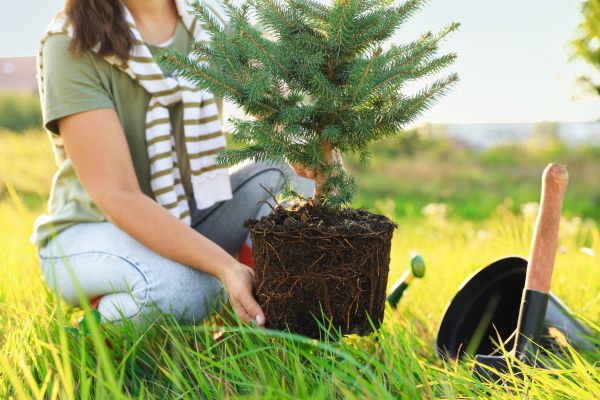 Spruce Tree Planting in Oconomowoc