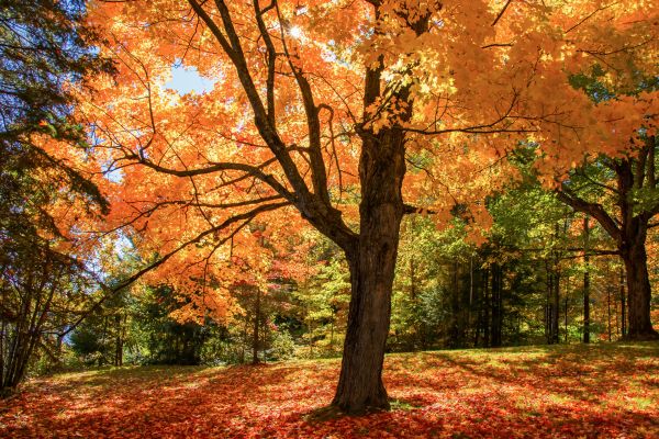 Maple Tree Planting in Oconomowoc