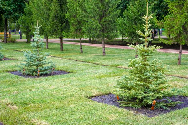 Privacy Trees Planting in Oconomowoc