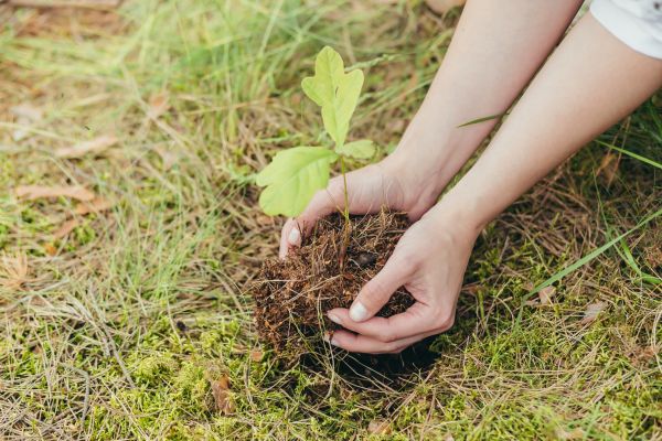 Oak Tree Planting in Oconomowoc