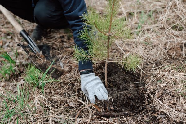 Pine Tree Planting in Oconomowoc
