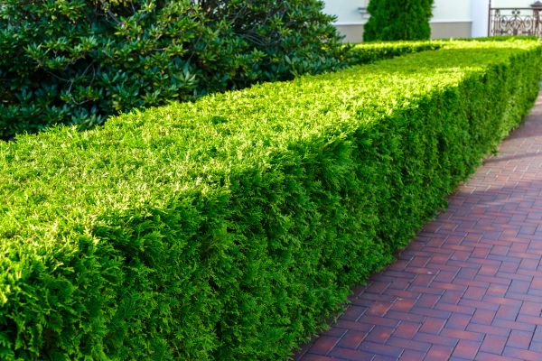 Hedge Installation in Oconomowoc