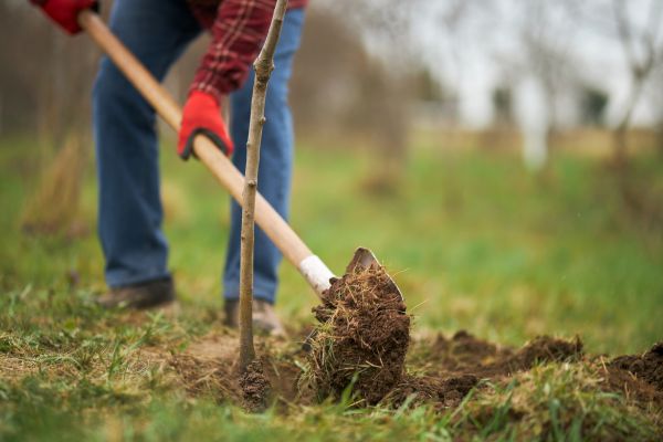 Trees Planting in Oconomowoc
