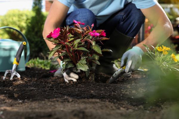 Plant Replacement in Oconomowoc