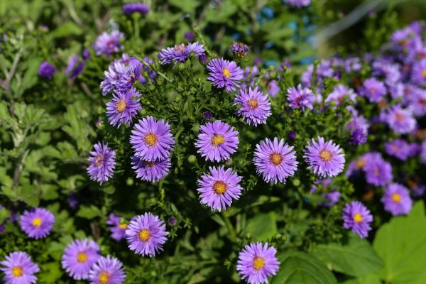 Perennial Flower Planting in Oconomowoc