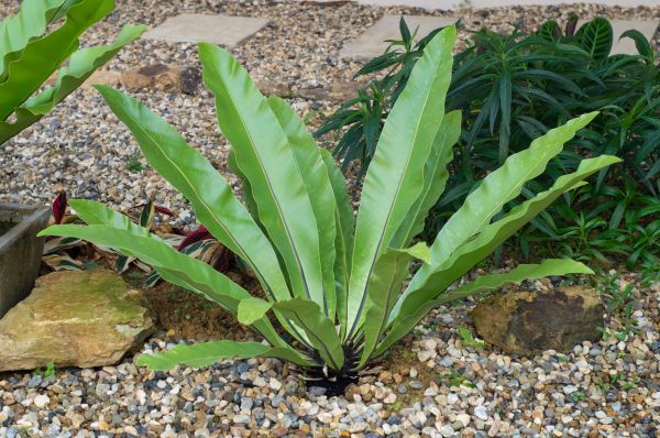 Pea Gravel Installation in Oconomowoc