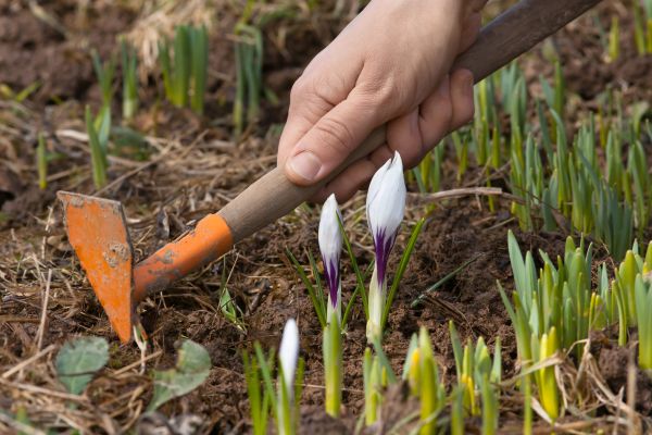 Flower Garden Weeding in Oconomowoc