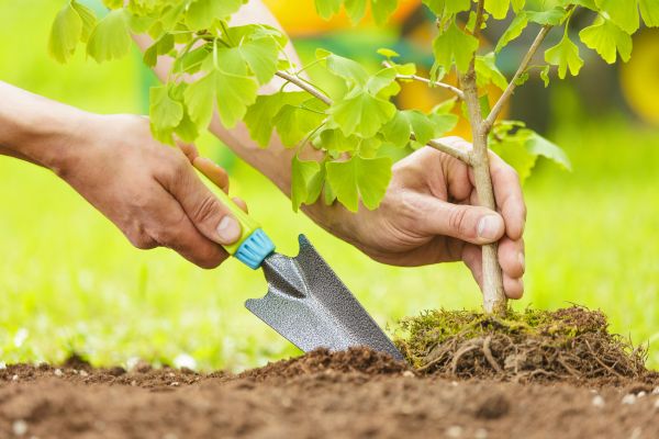 Fruit Tree Planting in Oconomowoc