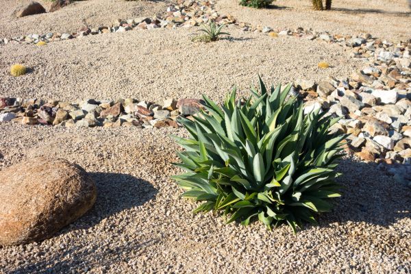 Xeriscaping Service in Oconomowoc