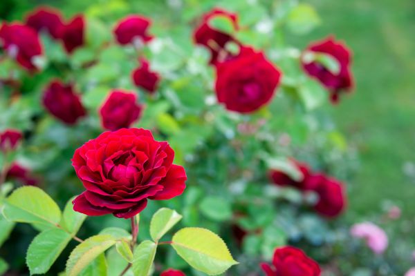 Rose Planting in Oconomowoc