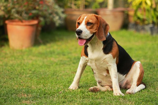 Dog Friendly Landscaping in Oconomowoc