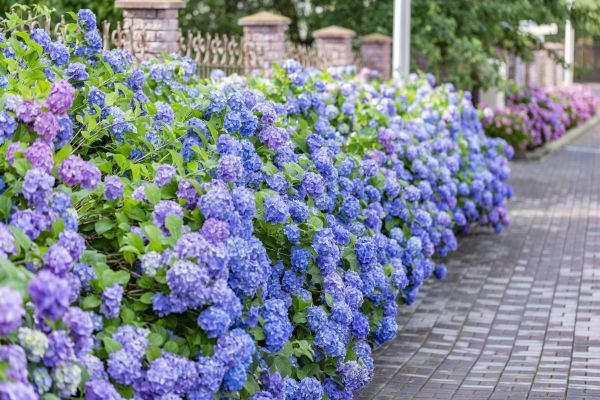 Hydrangea Landscaping in Oconomowoc
