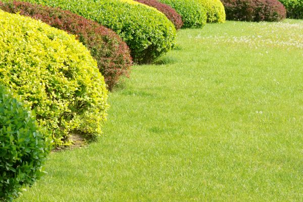 Shrubbery Planting in Oconomowoc