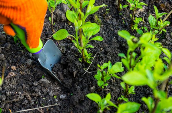 Hydrangea Planting in Oconomowoc
