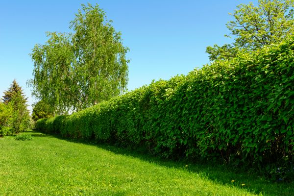 Hedge Replacement in Oconomowoc