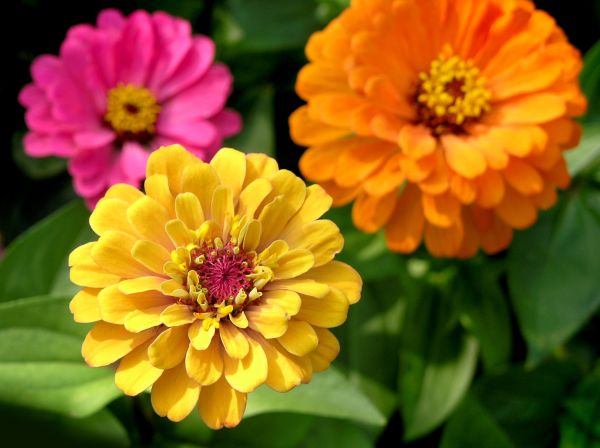 Zinnia Planting in Oconomowoc