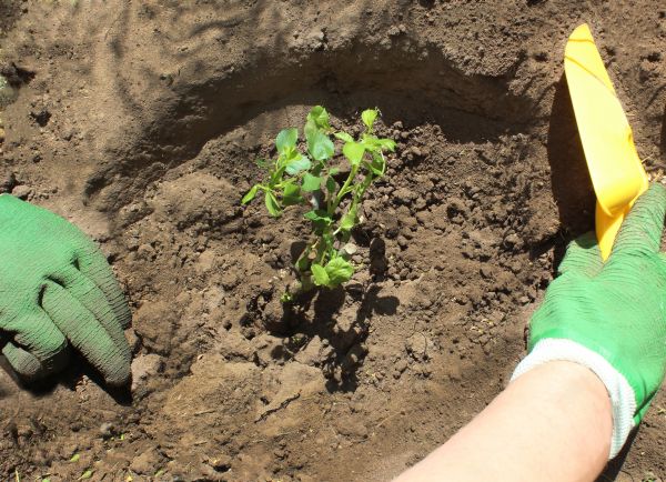 Rose Bush Planting in Oconomowoc