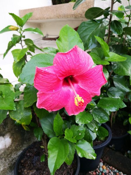 Hibiscus Planting in Oconomowoc