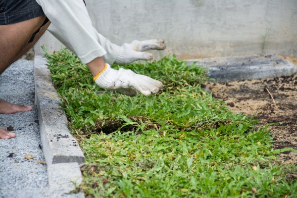 Ground Cover Planting in Oconomowoc