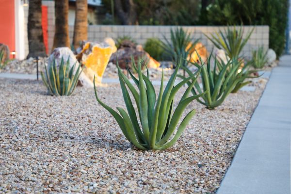 Drought Resistant Landscaping in Oconomowoc
