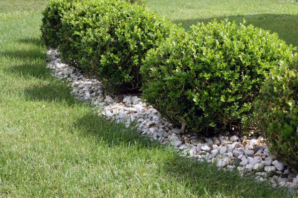 Boxwood Planting in Oconomowoc