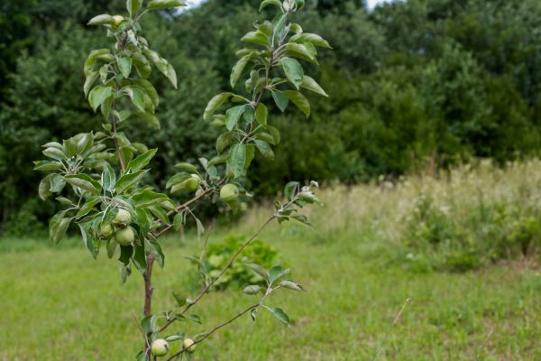 Apple Tree Planting in Oconomowoc