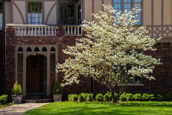 Dogwood Tree Planting in Oconomowoc