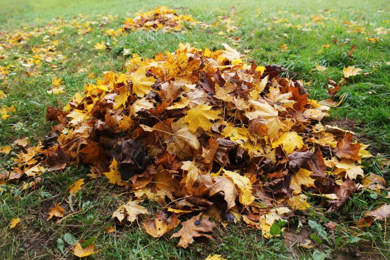 Yard After Leaf Clearing